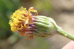 Senecio gramineus