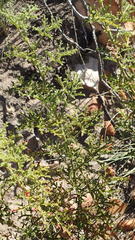 Pelargonium quercifolium