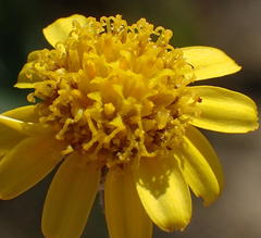 Senecio gramineus
