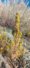 Artemisia palustris