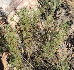 Pelargonium quercifolium