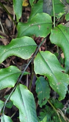 Cyrtomium caryotideum