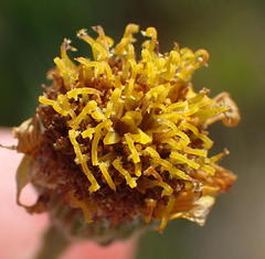 Senecio gramineus