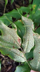 Cyrtomium caryotideum