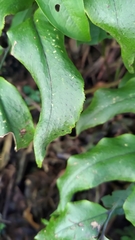 Cyrtomium caryotideum