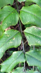 Cyrtomium caryotideum