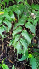 Cyrtomium caryotideum