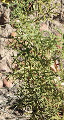 Pelargonium quercifolium
