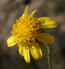 Senecio gramineus