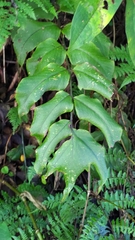 Cyrtomium caryotideum