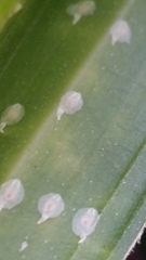 Pellucidaspis epiphytidis