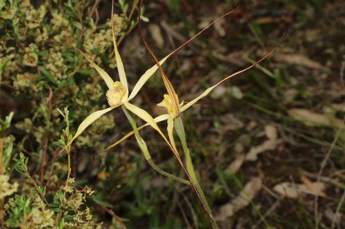 Image of Caladenia straminichila by (c) Em Lamond, some rights reserved (CC BY)