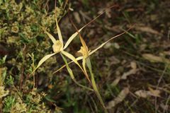 Caladenia straminichila