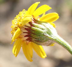 Senecio gramineus