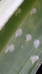 Pellucidaspis epiphytidis