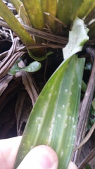 Pellucidaspis epiphytidis