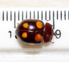 Chrysolina clarki