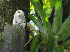 Nyctibius griseus