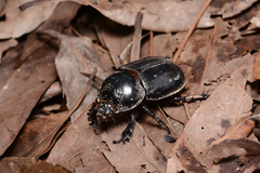 Trichogomphus mongol