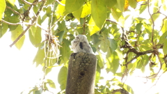 Nyctibius griseus