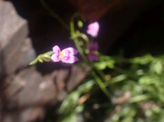 Stylidium fluminense