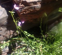 Stylidium fluminense