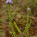Selago rotundifolia - Photo (c) Adriaan Grobler, algunos derechos reservados (CC BY-NC), uploaded by Adriaan Grobler