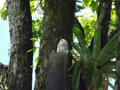 Nyctibius griseus