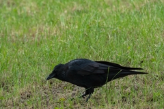 Corvus corone
