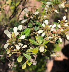 Spyridium spathulatum