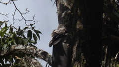 Nyctibius griseus
