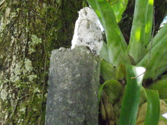 Nyctibius griseus