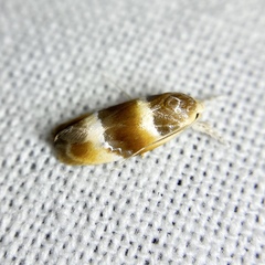 Piloprepes anassa