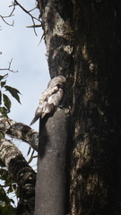 Nyctibius griseus