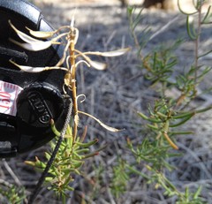 Lepidium leptopetalum