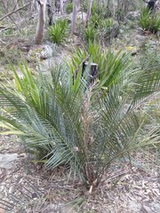 Macrozamia spiralis