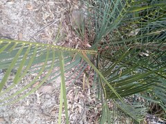 Macrozamia spiralis