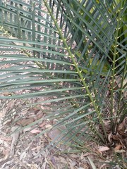 Macrozamia spiralis