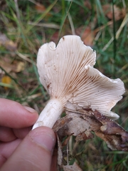 Clitocybe dealbata