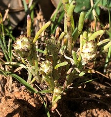 Blennospora drummondii