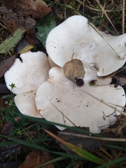 Clitocybe dealbata