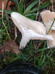 Clitocybe dealbata