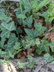 Hedera helix
