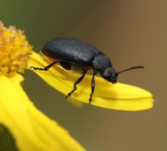 Gastrida abdominalis