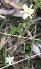 Thysanotus patersonii