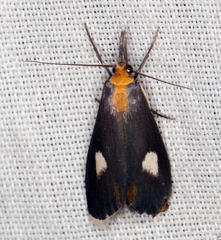 Episindris albimaculalis