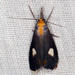 Episindris albimaculalis - Photo (c) riana60, μερικά δικαιώματα διατηρούνται (CC BY-NC), uploaded by riana60