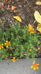 Tagetes lunulata