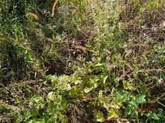 Equilabium laxiflorum