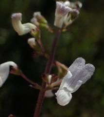 Equilabium laxiflorum